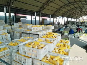 一县一品，木兰粗食喝起来 鲜食玉米藏粮于技，软件开发赋能农业新篇章